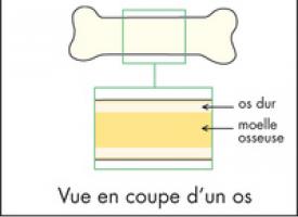 Vue en coupe d'un os avec localisation de la moelle osseuse