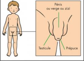 Prépuce