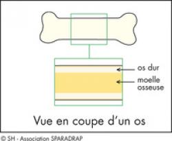 Vue en coupe d'un os avec localisation de la moelle osseuse